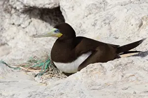 Sulidae Prints: Brown Booby