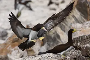 Sulidae Prints: Brown Booby