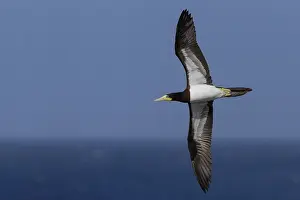 Sulidae Prints: Brown Booby