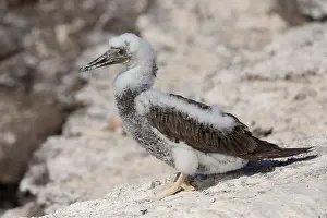 Sulidae Prints: Brown Booby