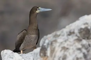 Sulidae Prints: Brown Booby
