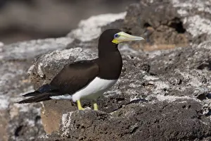 Sulidae Prints: Brown Booby