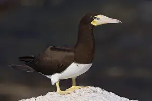 Sulidae Prints: Brown Booby