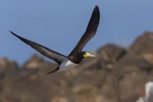 Sulidae Prints: Brown Booby