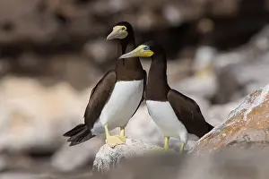 Sulidae Prints: Brown Booby