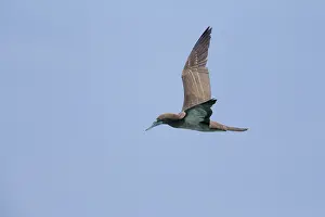 Sulidae Prints: Brown Booby