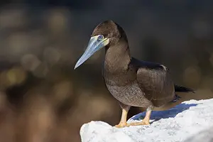 Sulidae Prints: Brown Booby