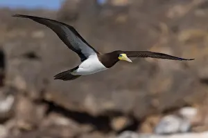 Sulidae Prints: Brown Booby