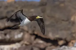 Sulidae Prints: Brown Booby
