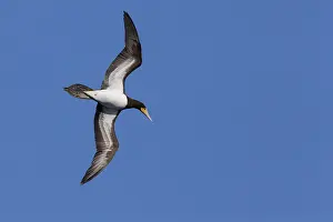 Sulidae Prints: Brown Booby in flight