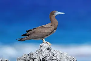 Images Dated 25th January 2021: Brown Booby, Sula leucogaster plotus