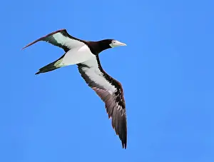 Atolls Prints: Brown Booby, Sula leucogaster plotus