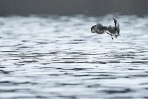 2018 Prints: Brown-headed Gull, Larus brunnicephalus