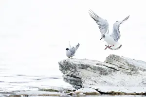 2018 Prints: Brown-headed Gull, Larus brunnicephalus