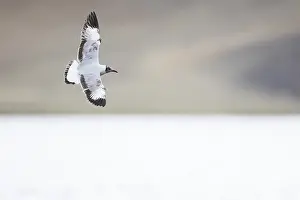 2018 Prints: Brown-headed Gull, Larus brunnicephalus
