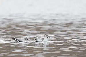 2018 Prints: Brown-headed Gull, Larus brunnicephalus