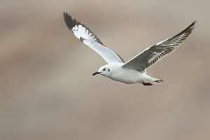 2018 Prints: Brown-headed Gull, Larus brunnicephalus