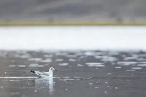 2018 Prints: Brown-headed Gull, Larus brunnicephalus