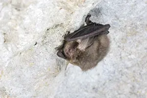 January Prints: Brown long-eared Bat (Plecotus auritus)