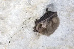 January Prints: Brown long-eared Bat (Plecotus auritus)