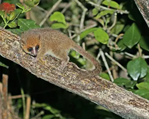 Nocturnal Prints: Brown Mouse Lemur, Microcebus rufus