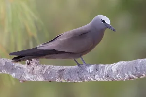 Rodrigues Island Prints: Brown Noddy