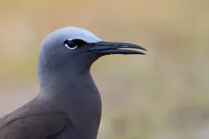 Rodrigues Island Prints: Brown Noddy