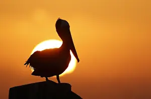 Carolinensis Prints: Brown Pelican, Pelecanus occidentalis carolinensis