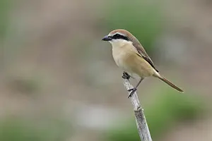Images Dated 24th May 2023: Brown Shrike; Lanius cristatus
