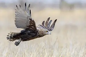 Cinereus Prints: Brown Snake Eagle, Circaetus cinereus