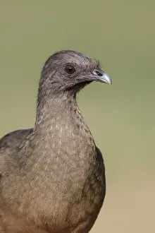 Chachalaca Prints: Bruine Chachalaca, Plain Chachalaca, Ortalis vetula