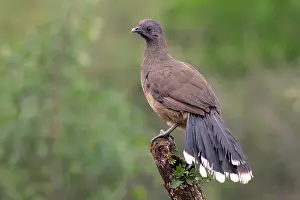 Chachalaca Prints: Bruine Chachalaca, Plain Chachalaca, Ortalis vetula