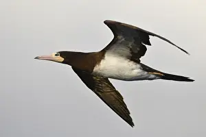 Images Dated 23rd April 2018: Bruine Gent, Brown Booby, Sula leucogaster