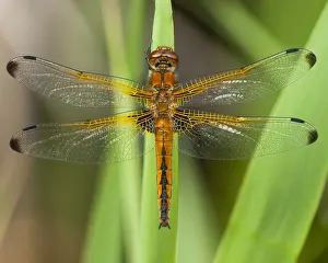 2011 Prints: Bruine korenbout, Blue Chaser, Libellula fulva