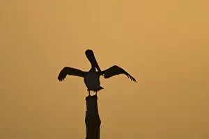 Silhouette Prints: Bruine Pelikaan, Brown Pelican, Pelecanus occidentalis