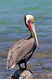 2012 Prints: Bruine Pelikaan, Brown Pelican, Pelecanus occidentalis