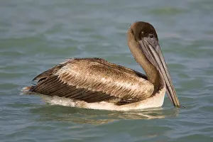 : Bruine Pelikaan; Brown Pelican; Pelecanus occidentalis