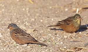 Bruinkeelortolaan Prints: Bruinkeelortolaan, Cretschmar's Bunting, Emberiza caesia
