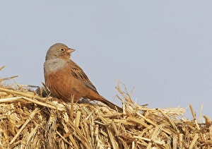 Bruinkeelortolaan Prints: Bruinkeelortolaan, Cretschmar's Bunting, Emberiza caesia