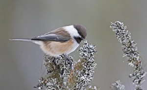 Images Dated 12th March 2008: Bruinkopmees, Grey-headed Chickadee, Poecile cinctus