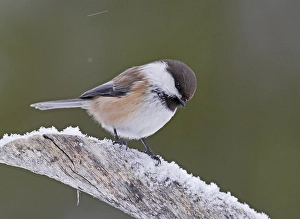 Images Dated 12th March 2008: Bruinkopmees, Grey-headed Chickadee, Poecile cinctus