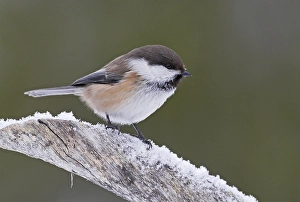 Images Dated 12th March 2008: Bruinkopmees, Grey-headed Chickadee, Poecile cinctus