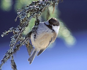 1997 Prints: Bruinkopmees, Grey-headed Chickadee, Poecile cinctus