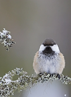 Images Dated 12th March 2008: Bruinkopmees, Grey-headed Chickadee, Poecile cinctus