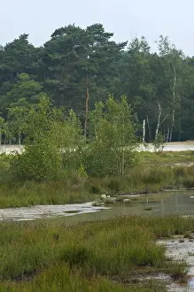 Brunssummerheide Prints: Brunssummerheide, Netherlands