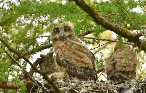 Nestling Prints: Bubo bubo