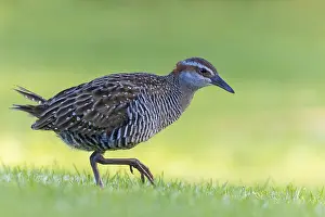 : Buff-banded Rail, Hypotaenidia philippensis assimilis
