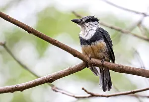 Images Dated 27th September 2015: Buff-bellied Puffbird, Notharchus swainsoni