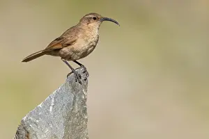 Images Dated 9th December 2023: Buff-breasted Earthcreeper, Upucerthia validirostris
