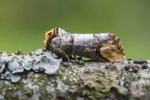 Images Dated 17th June 2018: Buff-tip; Phalera bucephala